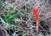 Pitcairnia bergii