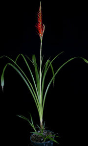 Pitcairnia bergii