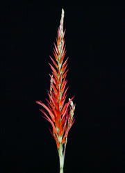 Pitcairnia bergii