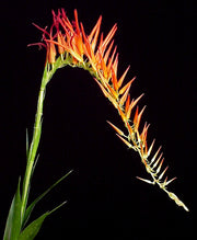 Pitcairnia bergii