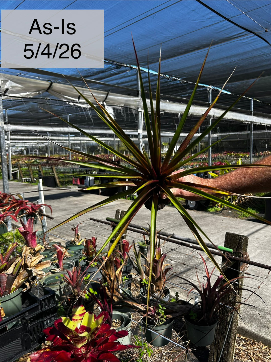 x Wallfussia 'Creation' (formerly Tillandsia) – Tropiflora