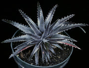 Dyckia reitzii v. rubra x 'Arizona'