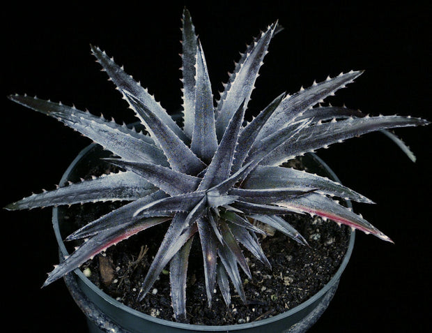 Dyckia reitzii v. rubra x 'Arizona'