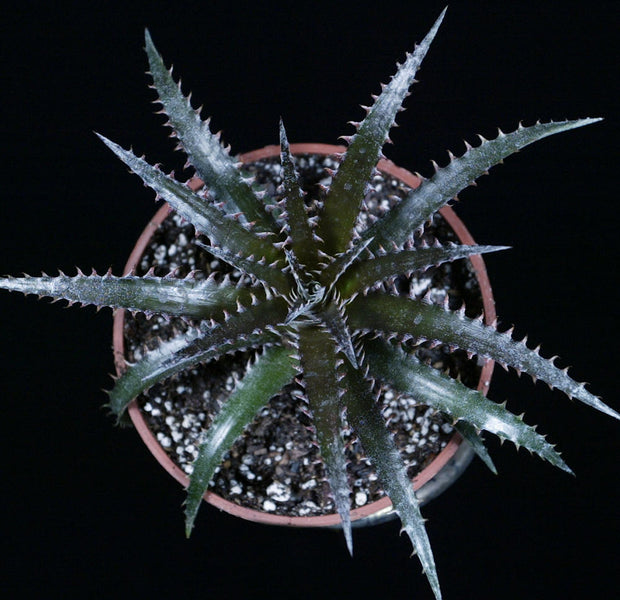 Dyckia reitzii v. rubra x 'Arizona'