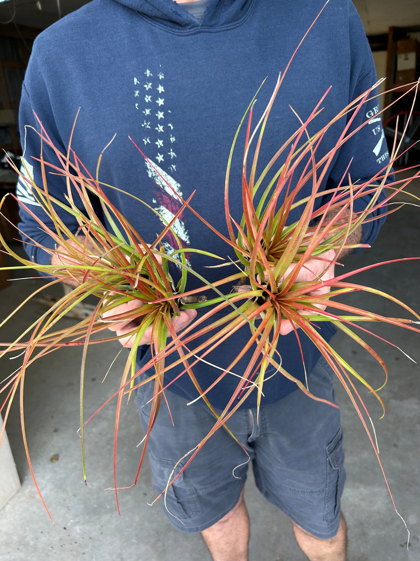 Tillandsia tricolor v. melanocrater SEL1985-0700 – Tropiflora
