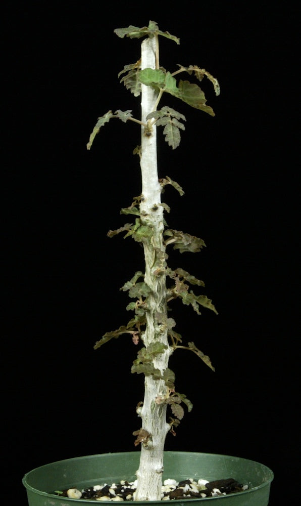 ボスウェリア・ディオスコリディス isla del pescado - Boswellia dioscoridis-ボスウェリア
