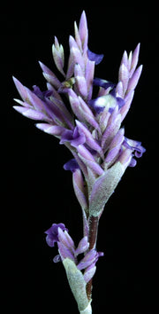 Tillandsia purpurea