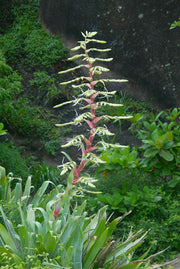 Alcantarea glaziouana