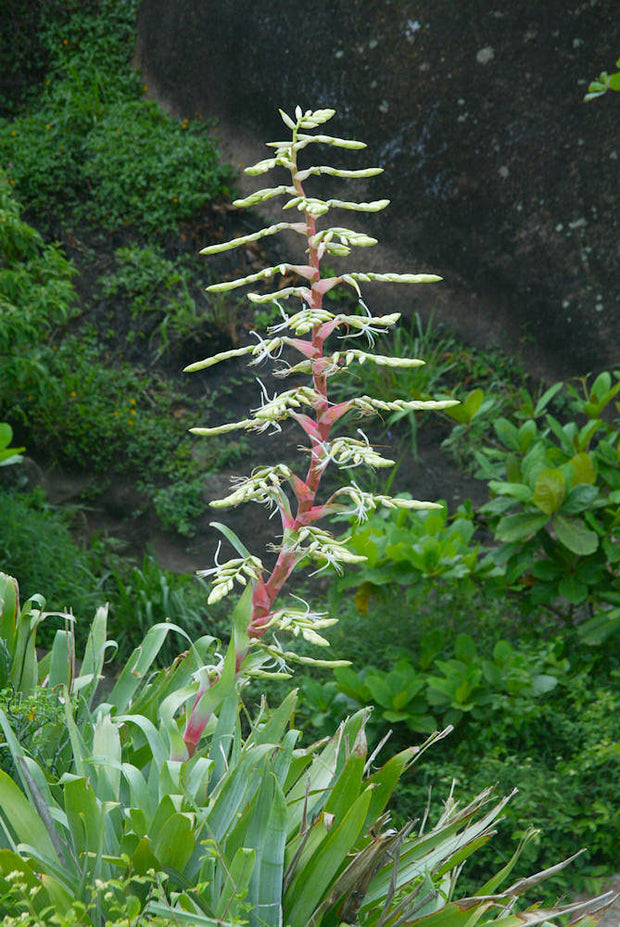 Alcantarea glaziouana