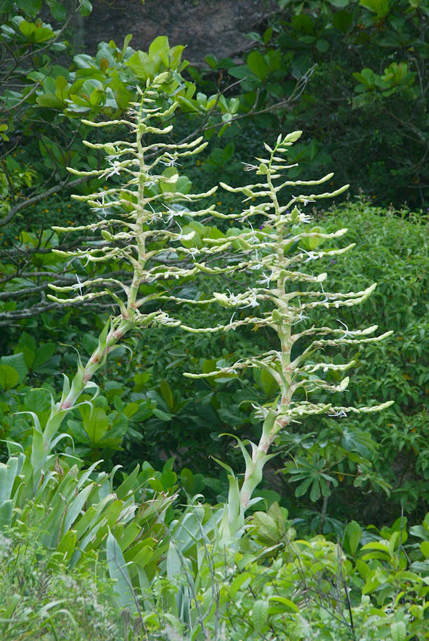 Alcantarea glaziouana