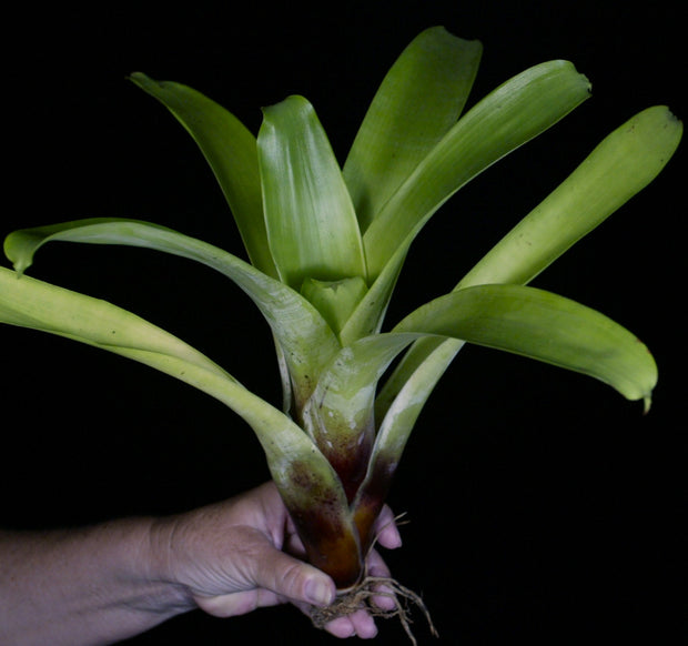 Alcantarea glaziouana