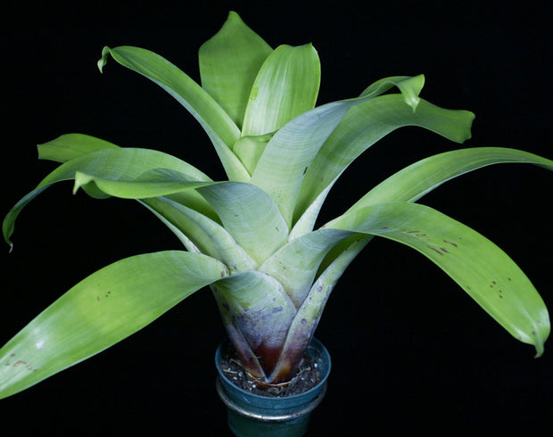 Alcantarea glaziouana