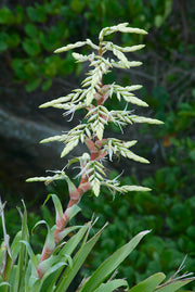 Alcantarea glaziouana