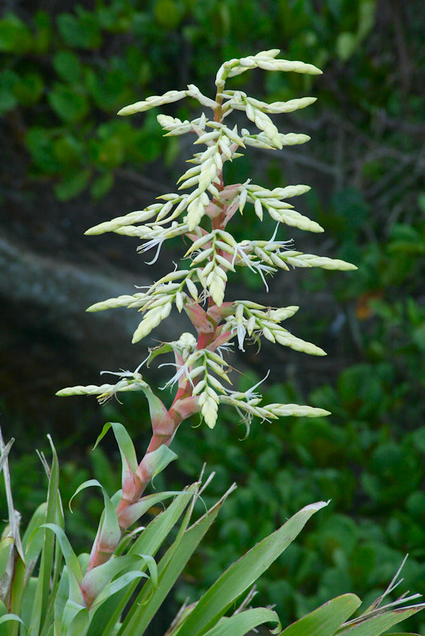 Alcantarea glaziouana