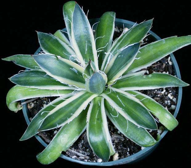 Agave schidigera 'Shira ito no Ohi'