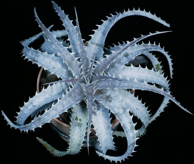 Dyckia 'Kelly'