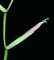 Tillandsia flexuosa Florida