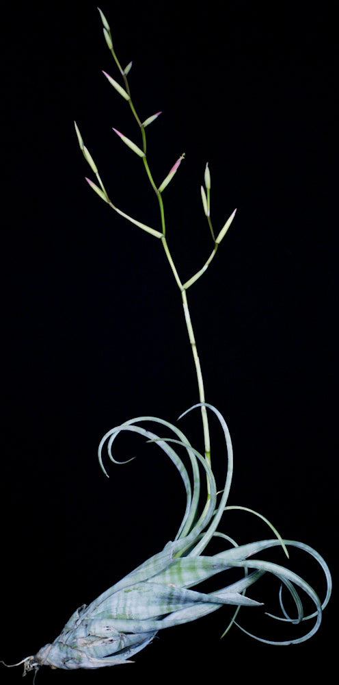 Tillandsia flexuosa Florida