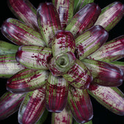 Neoregelia 'Bad Boy Brian'