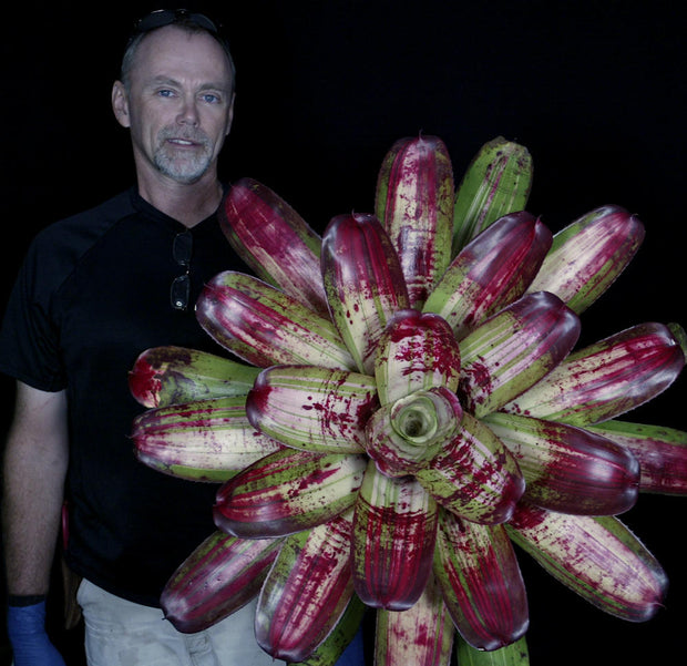 Neoregelia 'Bad Boy Brian'