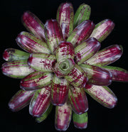 Neoregelia 'Bad Boy Brian'