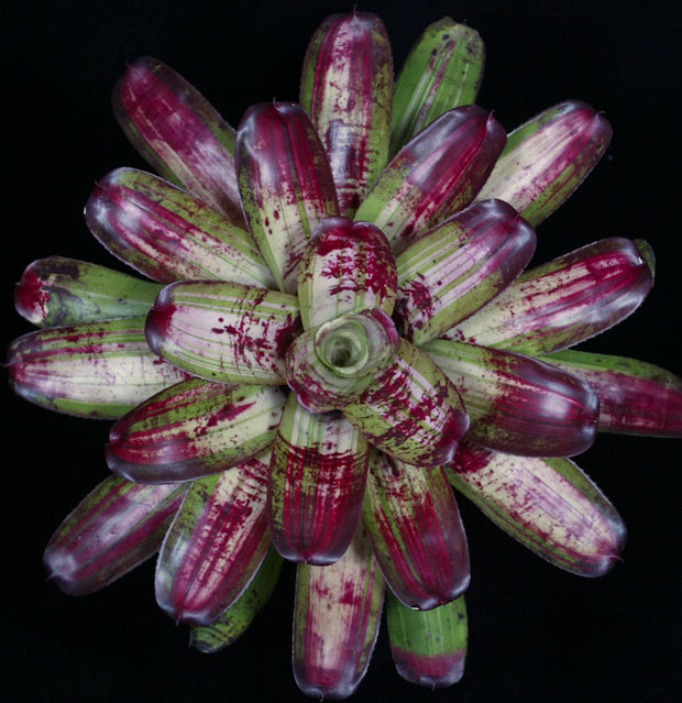 Neoregelia 'Bad Boy Brian'