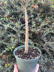 Pachypodium rutenbergianum v. meridionale