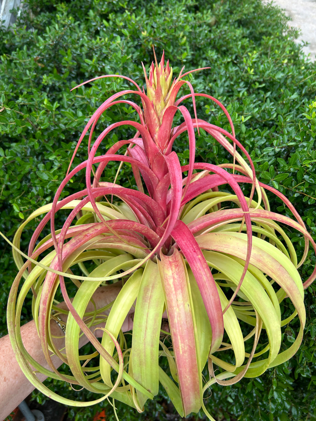 Tillandsia 'Marvelous Masterpiece' – Tropiflora