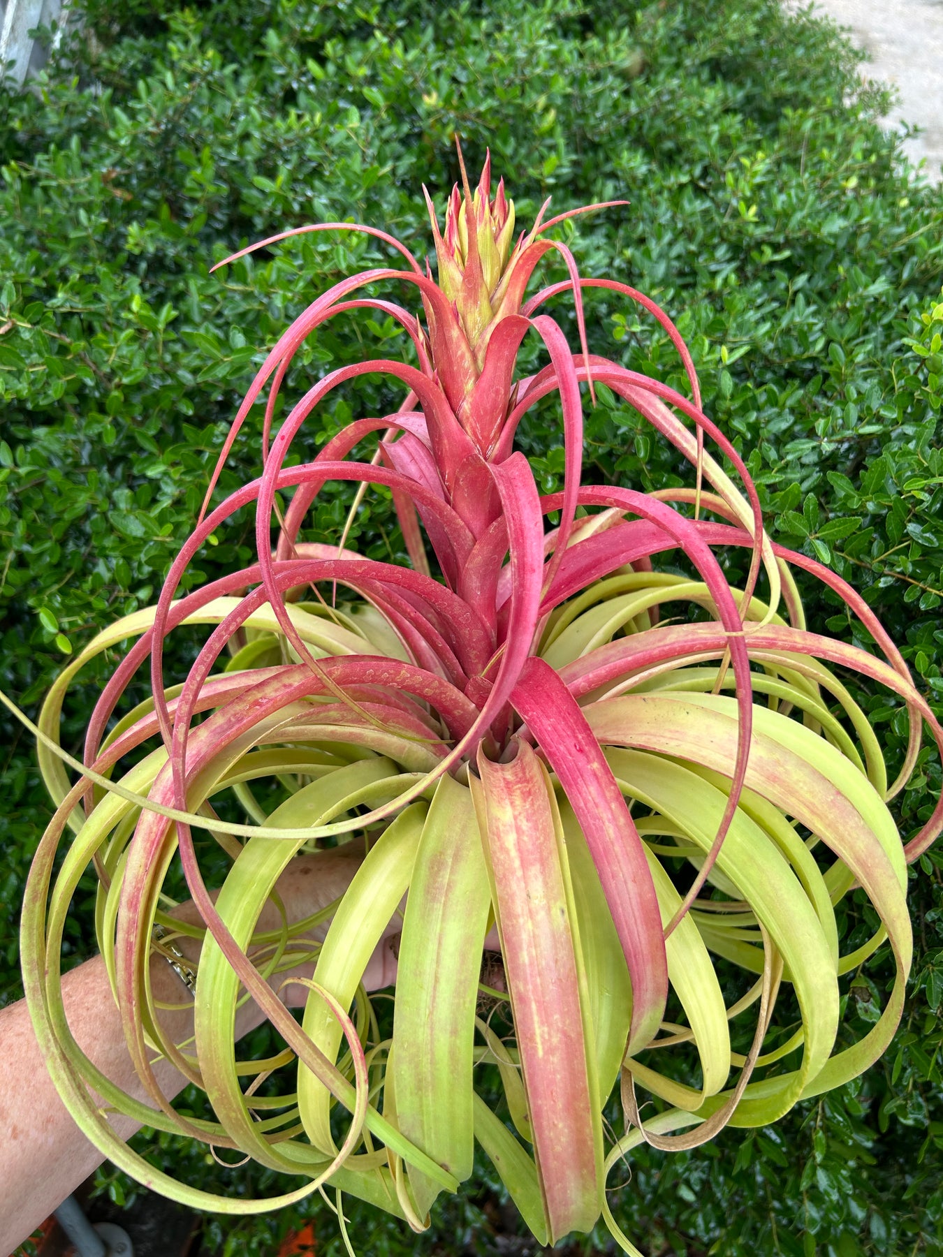Tillandsia 'Marvelous Masterpiece' – Tropiflora
