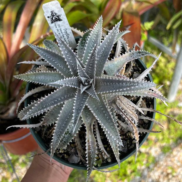 Dyckia 'Snowflake'