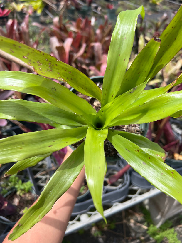 Aechmea echinata