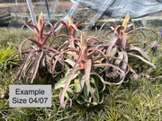 Tillandsia 'Red Robin'