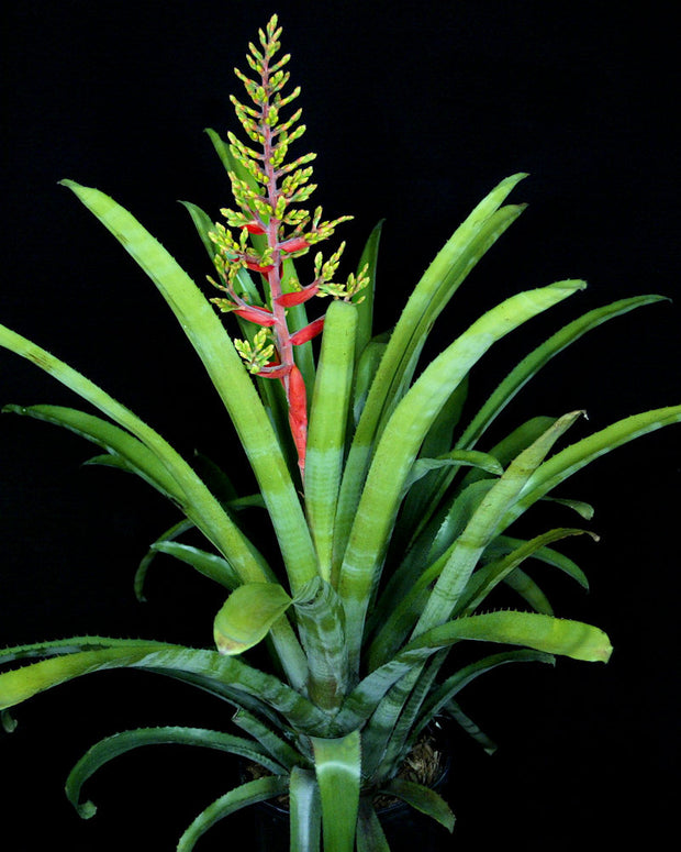 Aechmea chantinii x ramosa