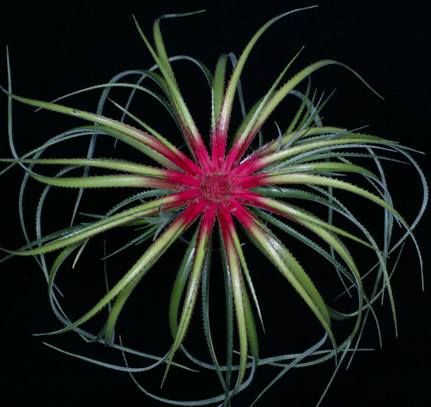 Sincoraea burlemarxii (formerly roseum)