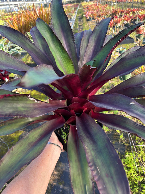 Nidularium 'Midnight' – Tropiflora