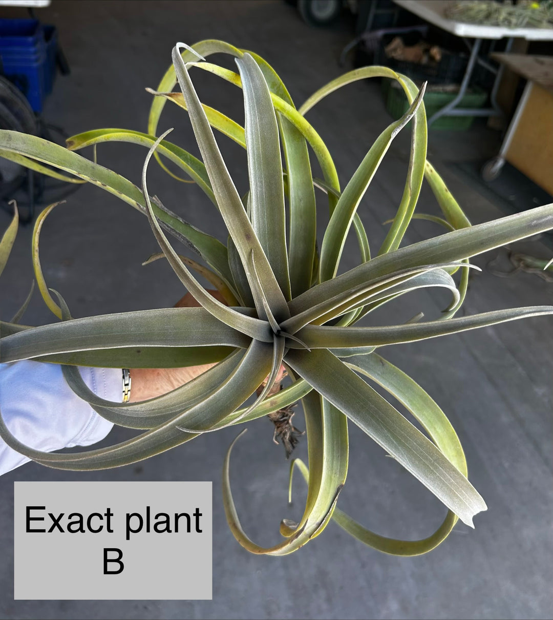 Tillandsia latifolia v. leucophylla – Tropiflora