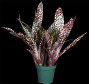 Billbergia 'Carino'