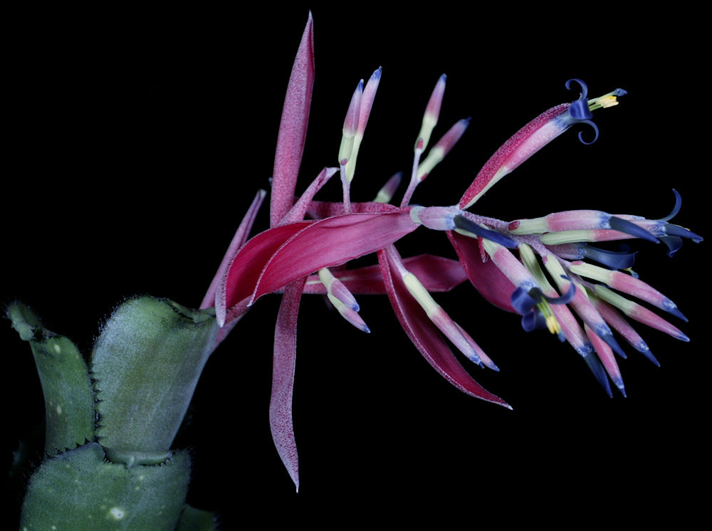 Billbergia 'Original Sin' – Tropiflora