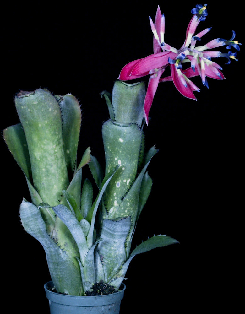 Billbergia 'Original Sin' ビルベルギア オリジナルシン 8373BillbergiaOriginalSin_1080