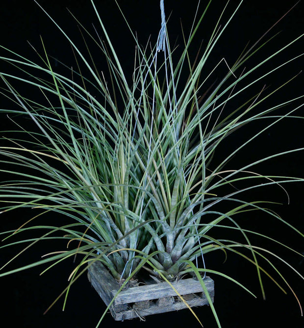 Tillandsia 'Silver Bullets'