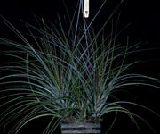 Tillandsia 'Silver Bullets'