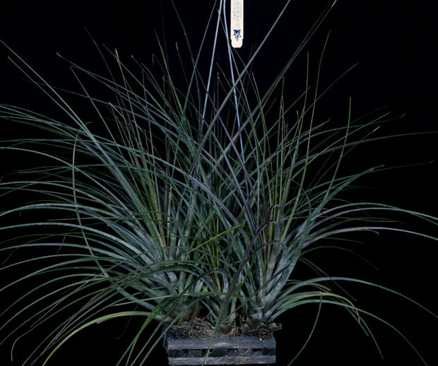 Tillandsia 'Silver Bullets'