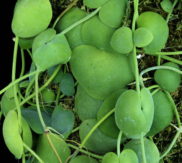 Dischidia platyphylla