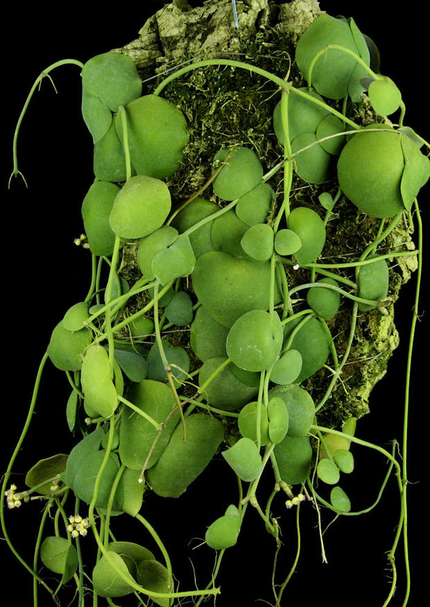Dischidia platyphylla