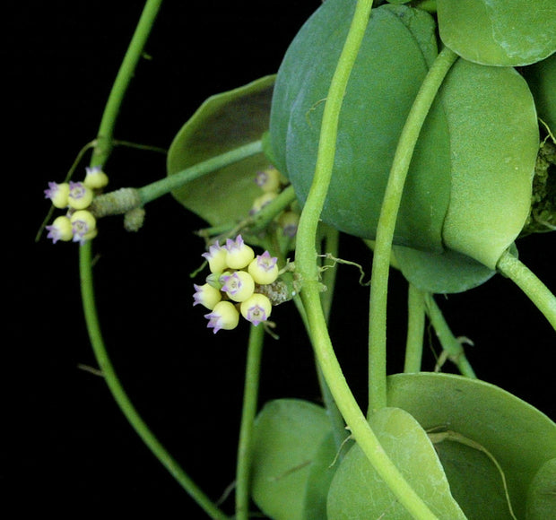 Dischidia platyphylla