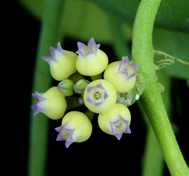 Dischidia platyphylla