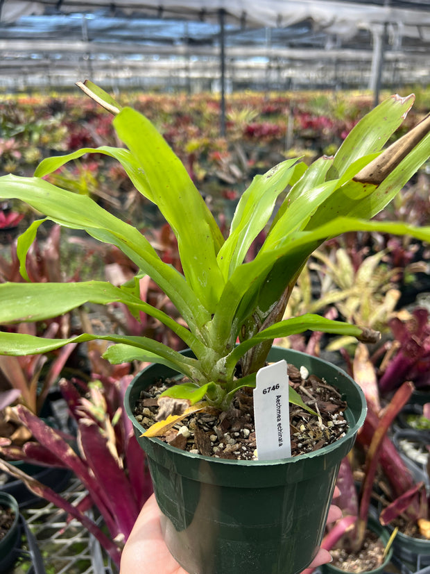 Aechmea echinata