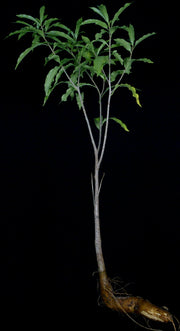Adansonia rubrostipa