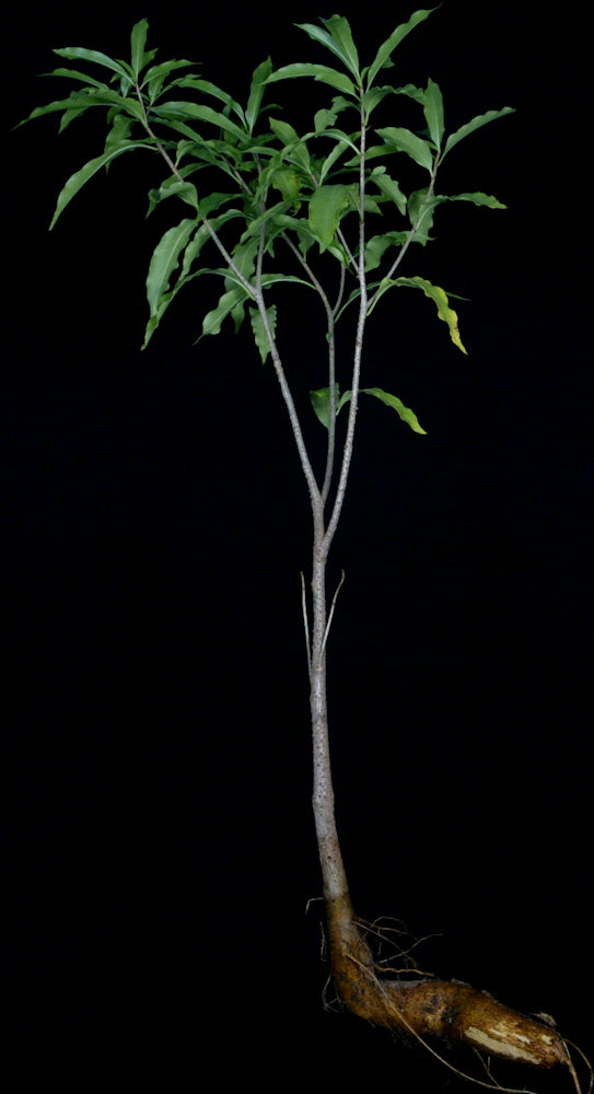 Adansonia rubrostipa