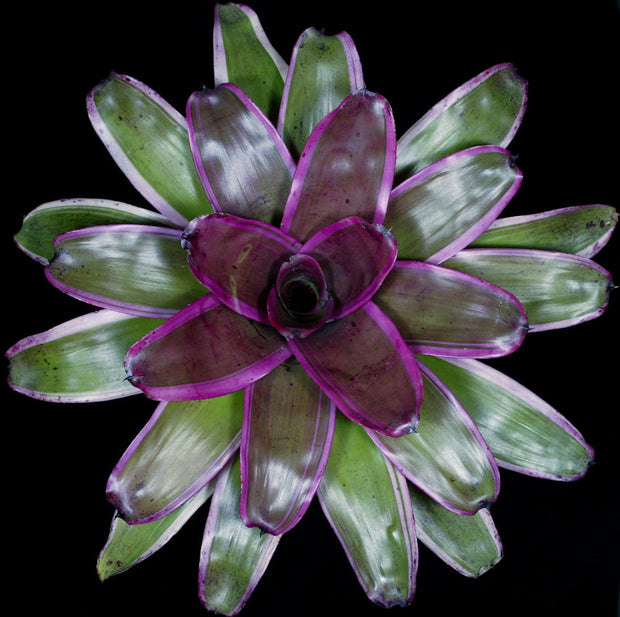 Neoregelia 'Numero Uno'
